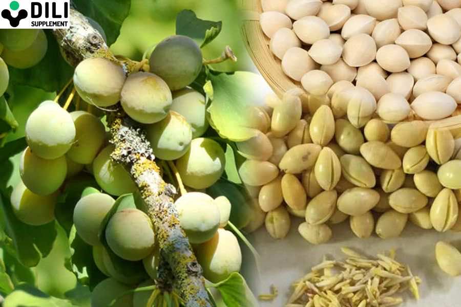 Bioginkgo 240 Ho Tro Tang Tuan Hoan Mau Nao Bach Qua