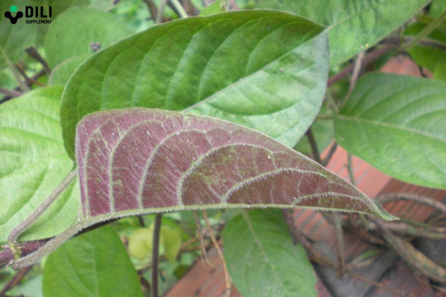 bài thuốc chữa hội chứng ruột kích thích lá mơ