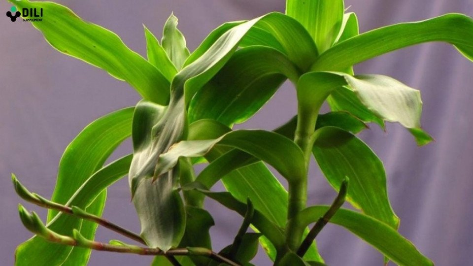 Các bài thuốc chữa hội chứng ruột kích thích