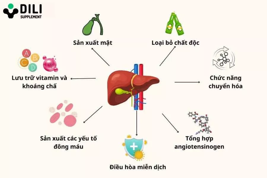 Thuc Pham Chuc Nang Giai Doc Gan