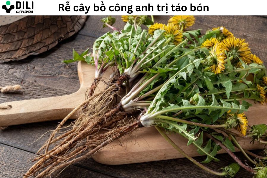 bài thuốc nam trị táo bón rễ cây bồ công anh