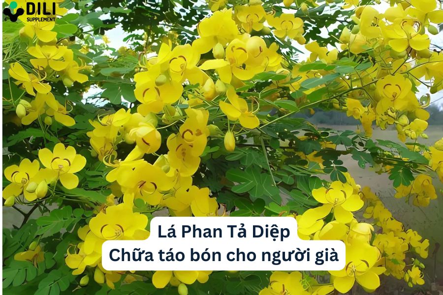 thuốc trị táo bón cho người già thuốc nam