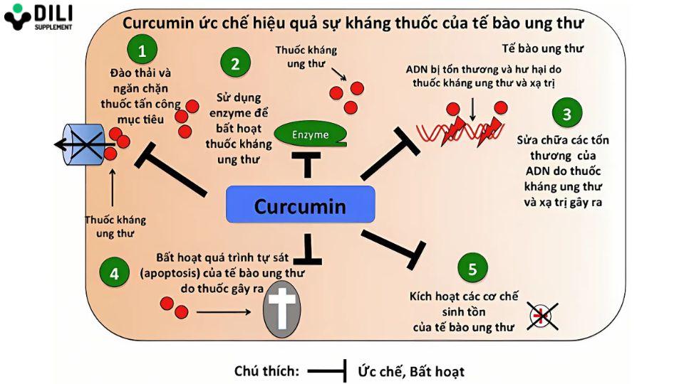 công dụng của curcumin là gì