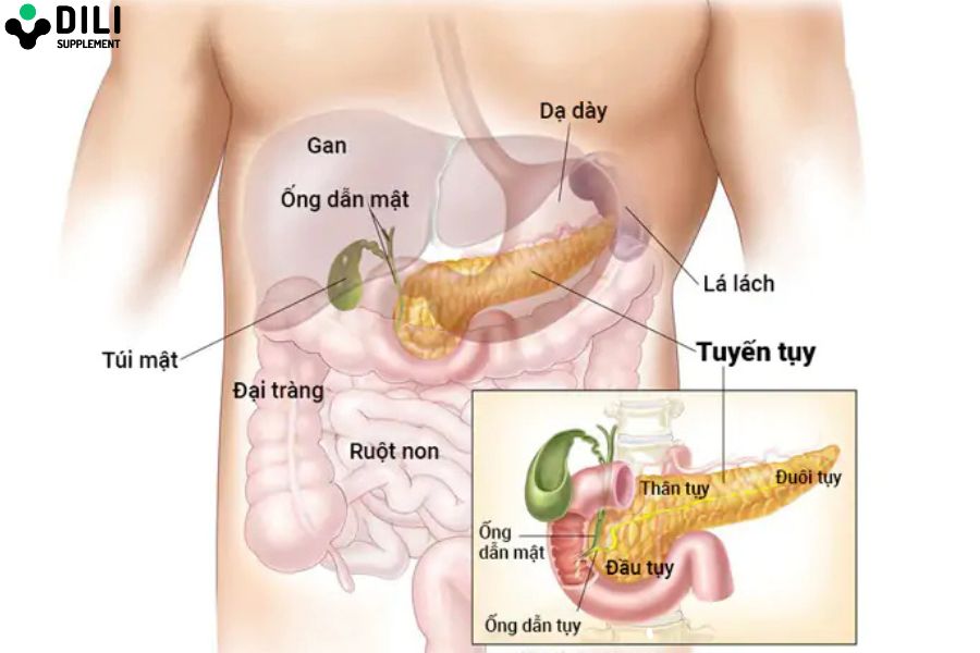 đau dạ dày ở vị trí nào tụy