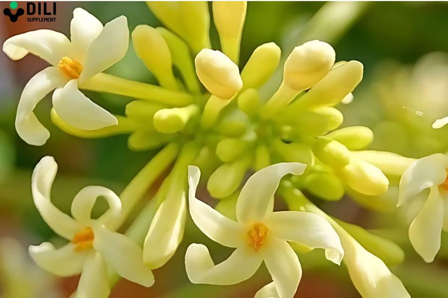 hoa đu đủ đực chữa trào ngược dạ dày 4