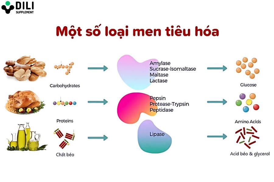 men vi sinh và men tiêu hóa 2