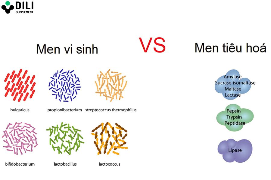 so sánh men vi sinh và men tiêu hóa 3