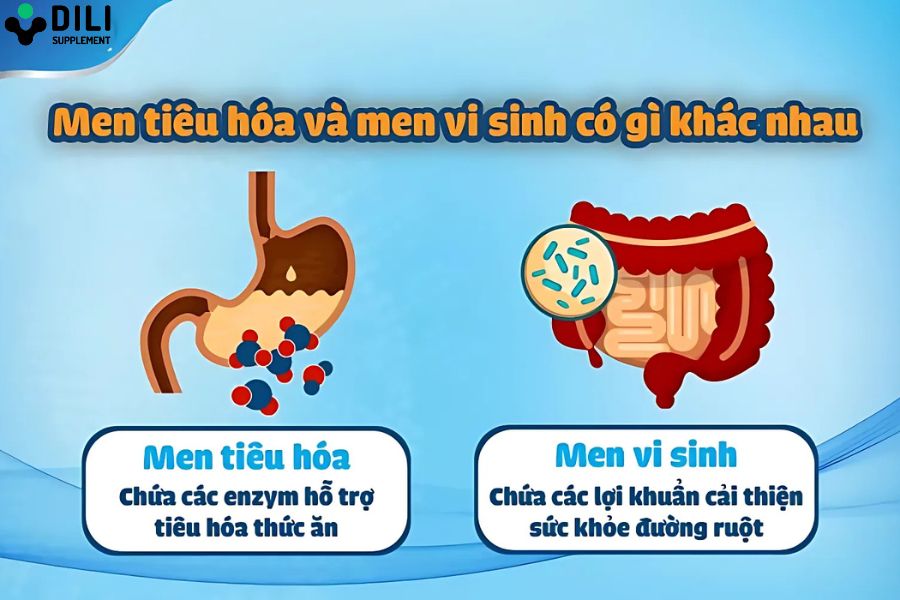 so sánh men vi sinh và men tiêu hóa