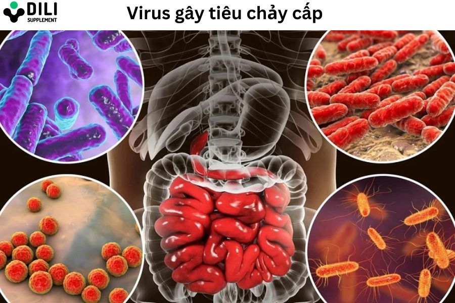tiêu chảy cấp người lớn 2