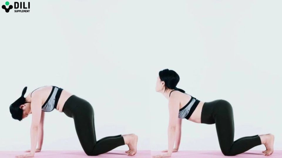 Mẹo chữa trào ngược dạ dày tại nhà yoga con mèo con bò