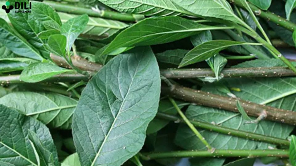 thuốc nam chữa đau dạ dày tốt nhất lá mật gấu