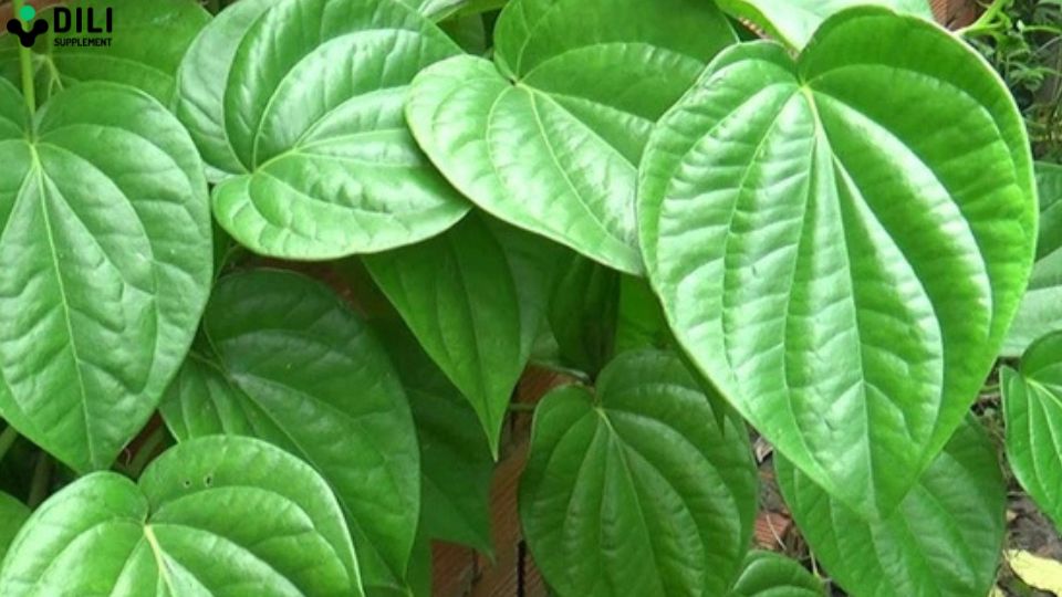 thuốc nam chữa đau dạ dày lá trầu không