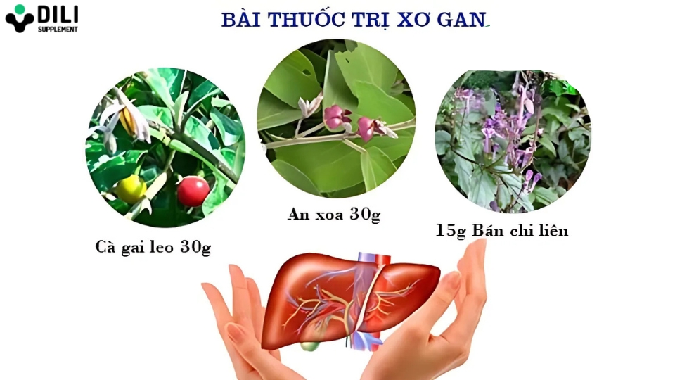 cà gai leo giải độc gan bài thuốc