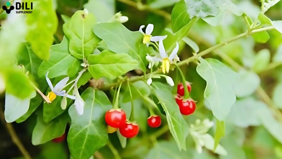 cà gai leo giải độc gan là gì?
