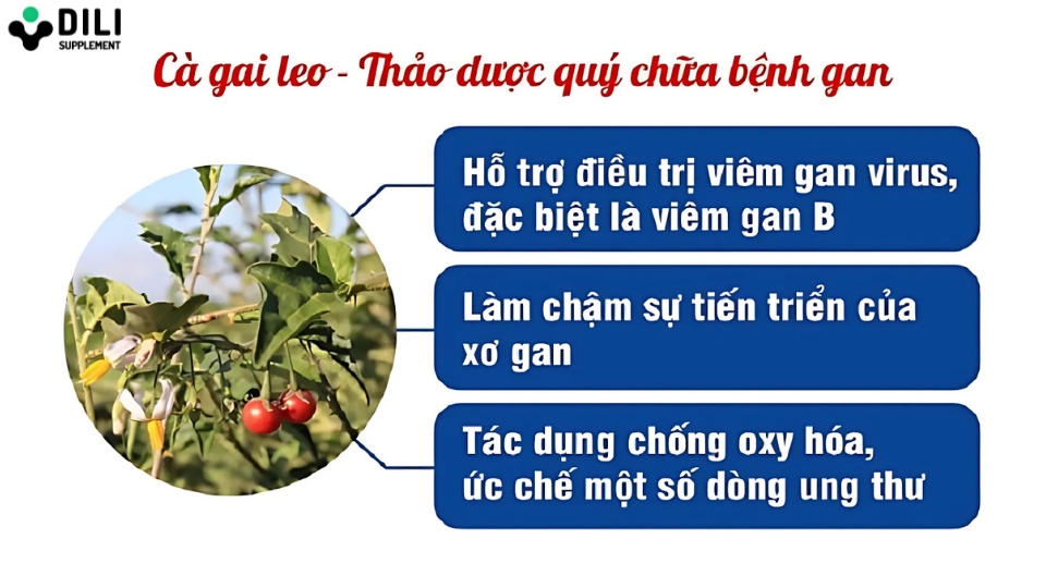 cà gai leo giải độc gan tác dụng