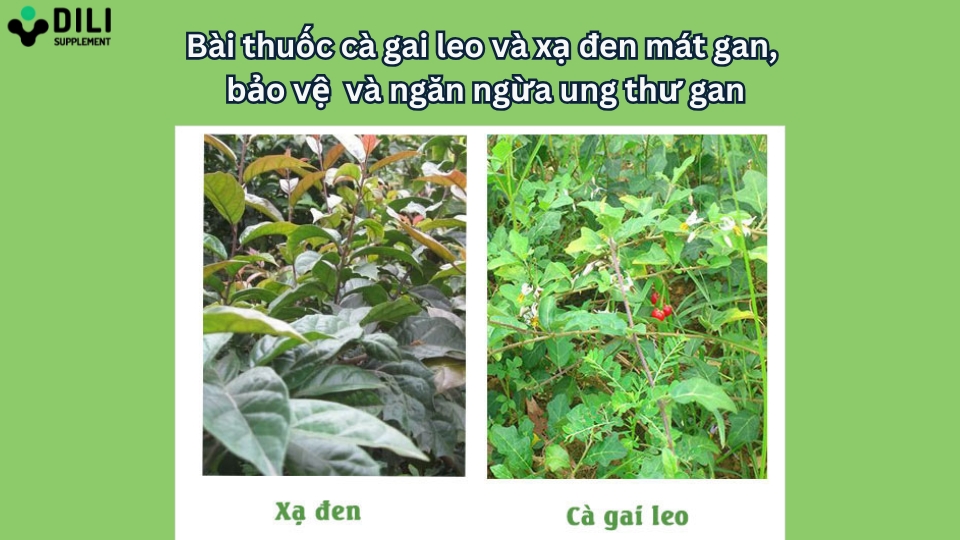 cà gai leo giải độc gan xạ đen