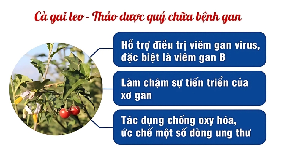 cà gai leo giải độc gan