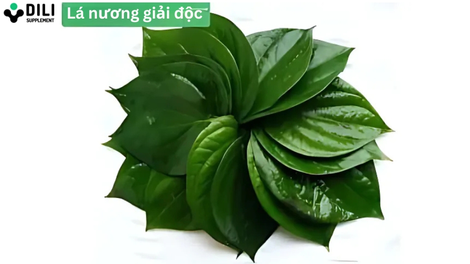 cách giải độc gan thanh lọc cơ thể lá nương