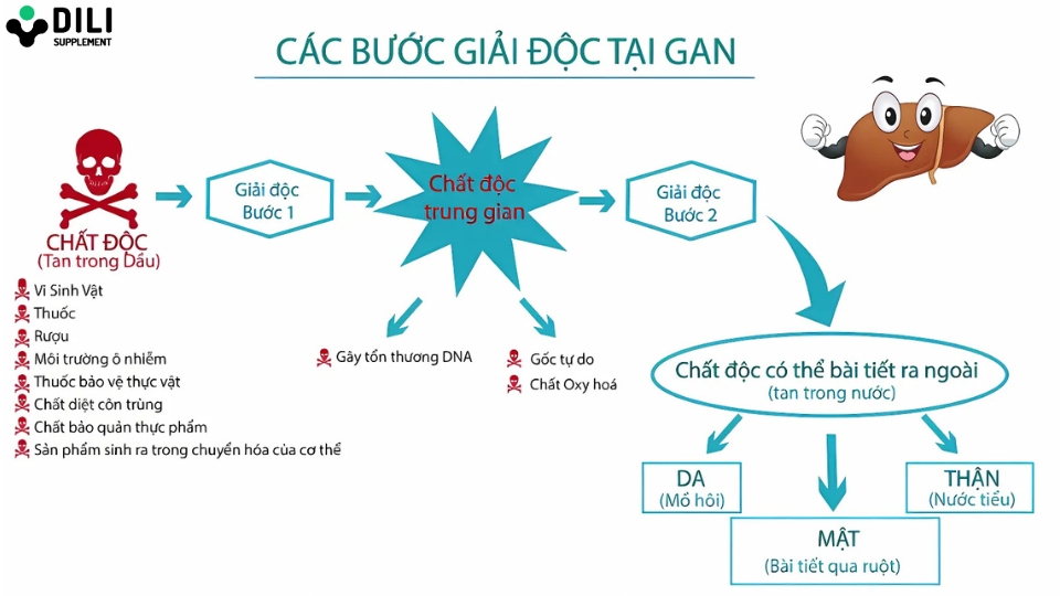 dấu hiệu gan đang thải độc qua đường nào