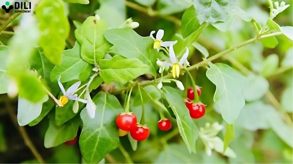 nấu nước uống giải độc gan cà gai leo