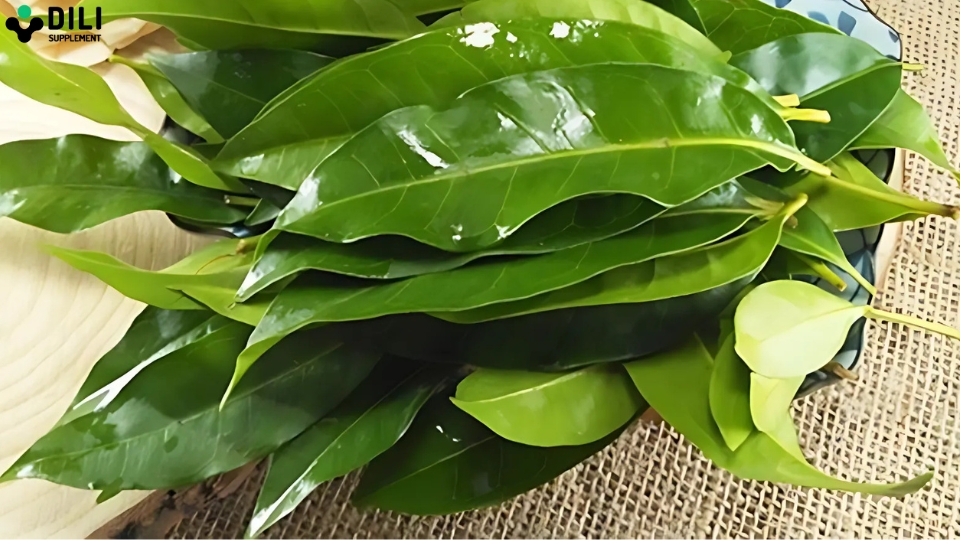 nấu nước uống giải độc gan lá vối