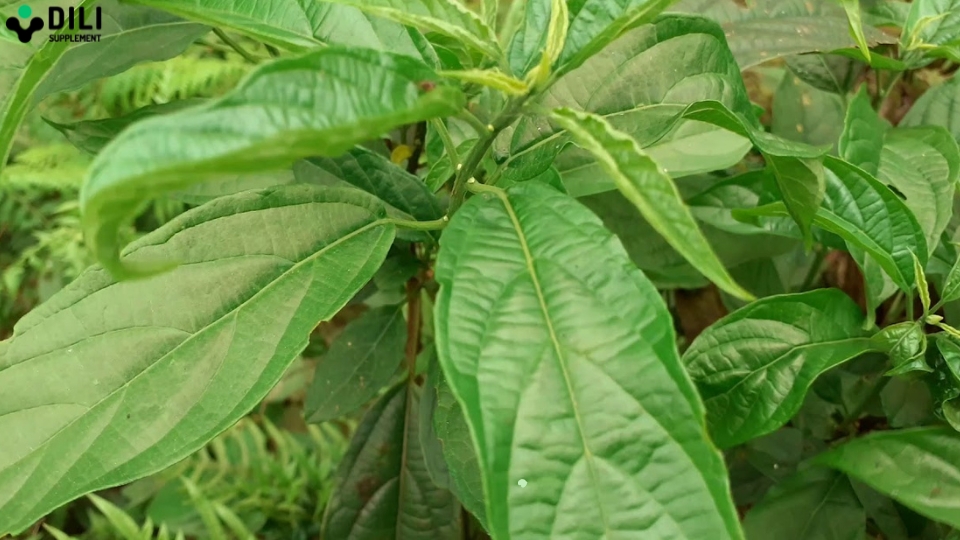 uống gì để hạ men gan cây đắng