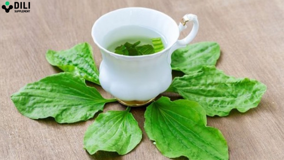 uống gì để hạ men gan cây mã đề